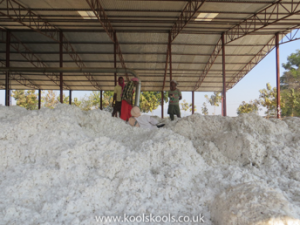 Raw cotton before ginning in Odisha, India. The farmers who produced this cotton are fortunate, because they produced on Fairtrade terms.